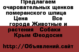 Предлагаем очаровательных щенков померанского шпица › Цена ­ 15 000 - Все города Животные и растения » Собаки   . Крым,Феодосия